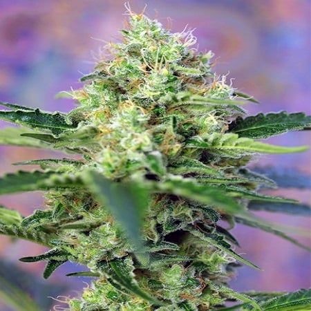 Crystal Candy - Feminized - Sweet Seeds