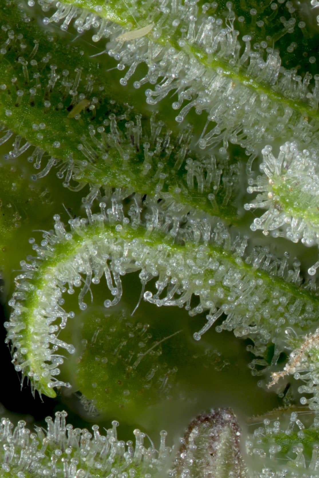 Big Head Seeds Crystal Gelato Auto ( Was Auto Gelato) Feminized 