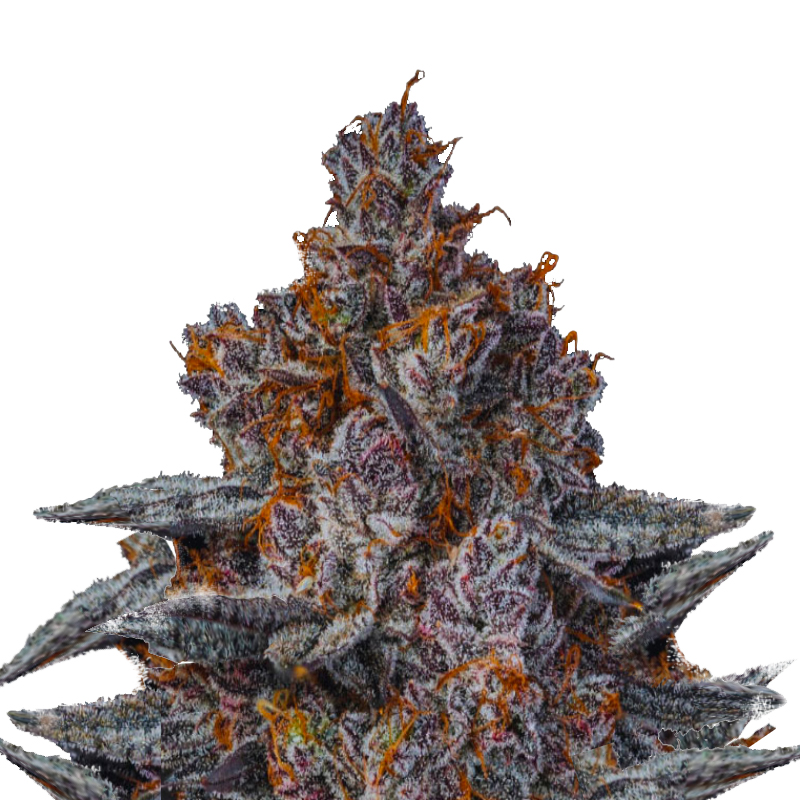 2025 Cannabis Seed Collection - Dankberry - Feminized