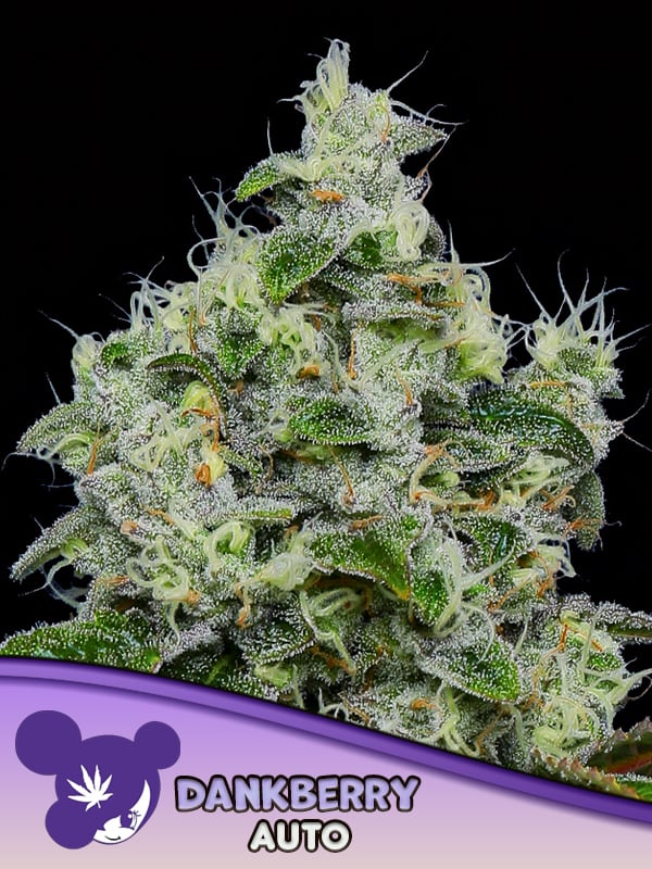 Anesia Seeds - Dankberry Auto Feminized