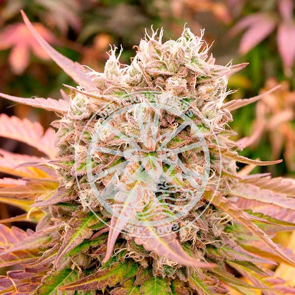Delicious Seeds - Dark Lemonade Auto - Feminized Delicious Seeds - Dark Lemonade Auto - Feminized