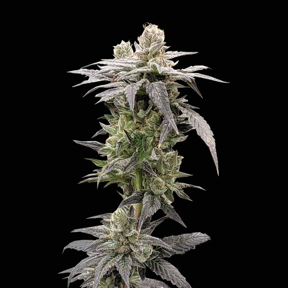 Rare Dankness Seeds - Dark Saber - Feminized Rare Dankness Seeds - Dark Saber - Feminized