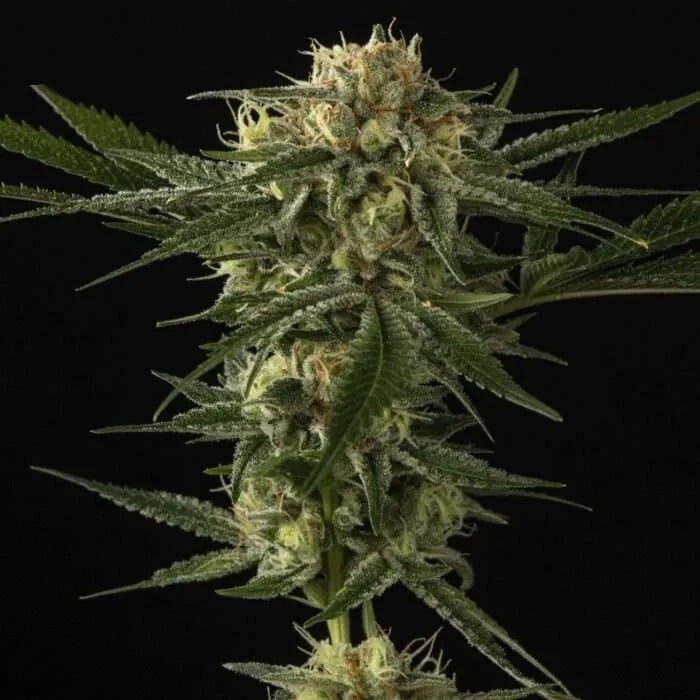 Sensible Seeds Premium Selection - Death Star Feminised