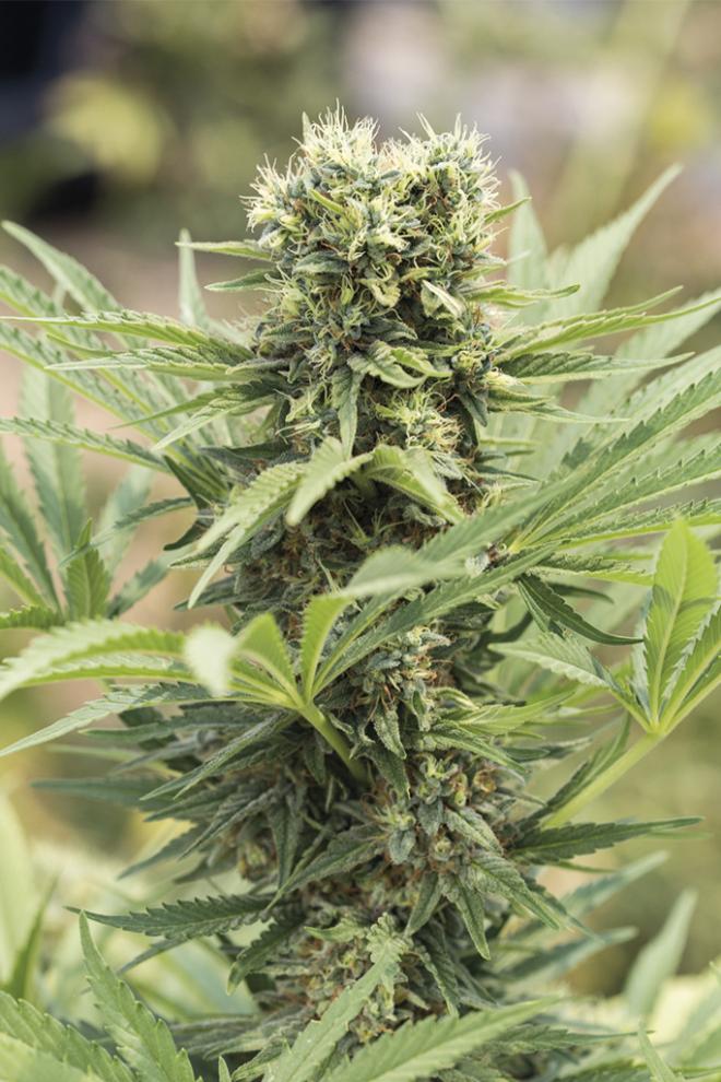 Humboldt Seed Organisation Dedoverde Haze Feminized 