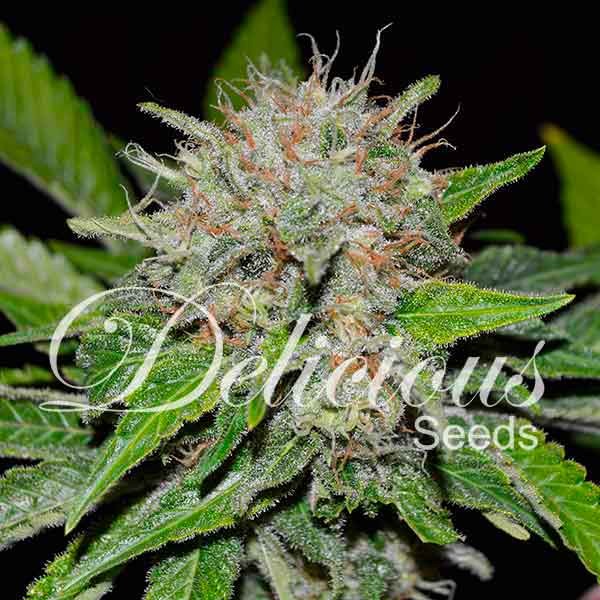 Delicious Seeds Deep Mandarine Feminized 