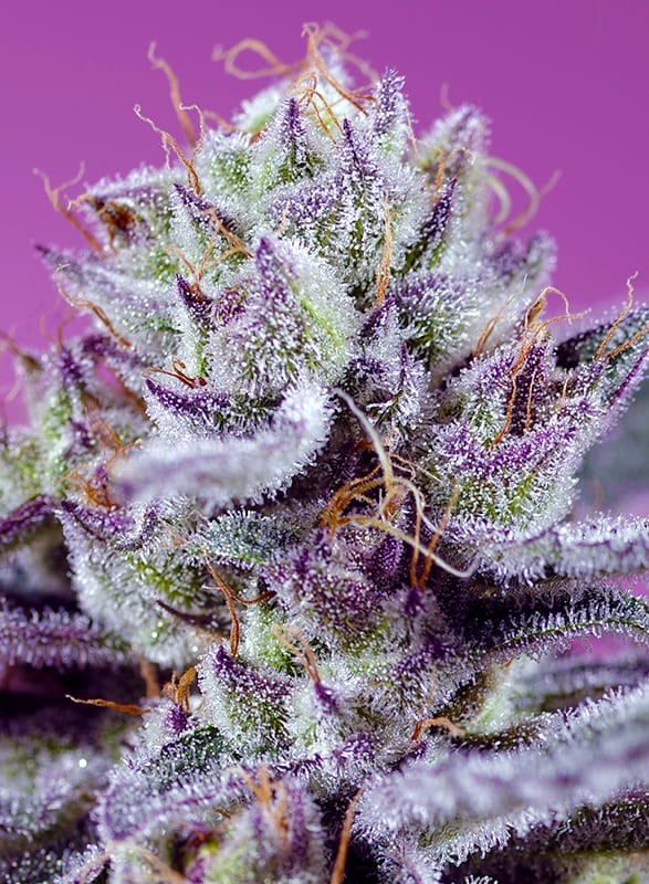 Sweet Seeds - Diablo's Delight XL Auto - Feminized
