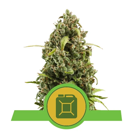 Diesel Automatic - Feminized - Royal Queen Seeds