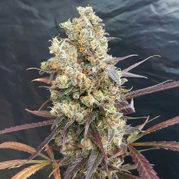 Freedom of Seeds Diesel Devil Auto Feminised