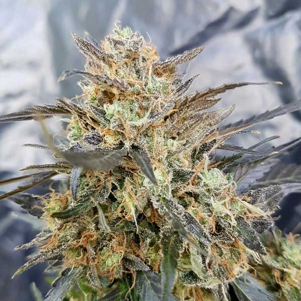 Freedom of Seeds Dieselicious Feminized