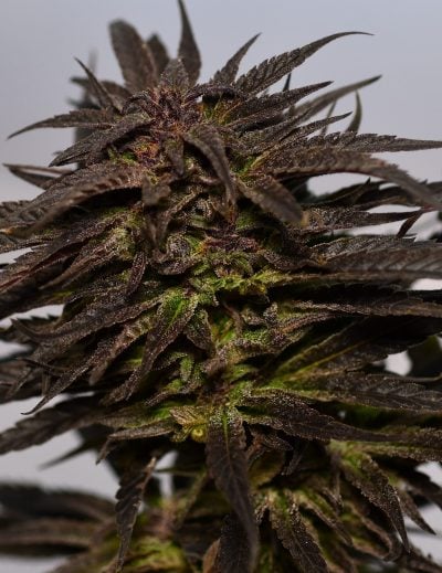 Do-Si-Dos - Feminized - Medicann Seeds 