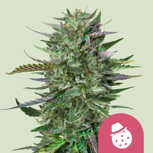 Royal Queen Seeds - Do-Si-Dos - Feminized Royal Queen Seeds - Do-Si-Dos - Feminized