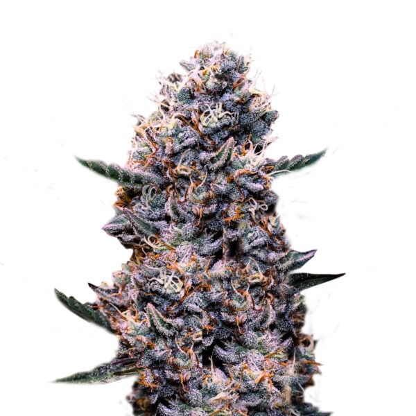 Superstrains Seeds - Do-Si-Dos Auto Feminised