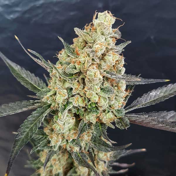 Freedom of Seeds Doctor Kush Feminized