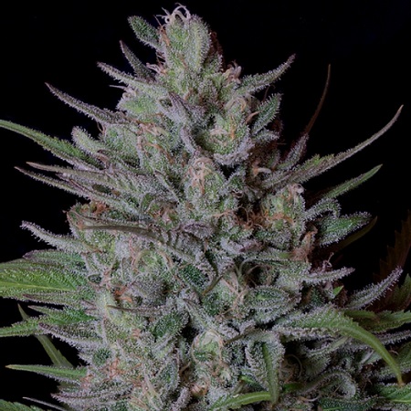 Don Biscotti - Feminized - Don Avalanche Seeds