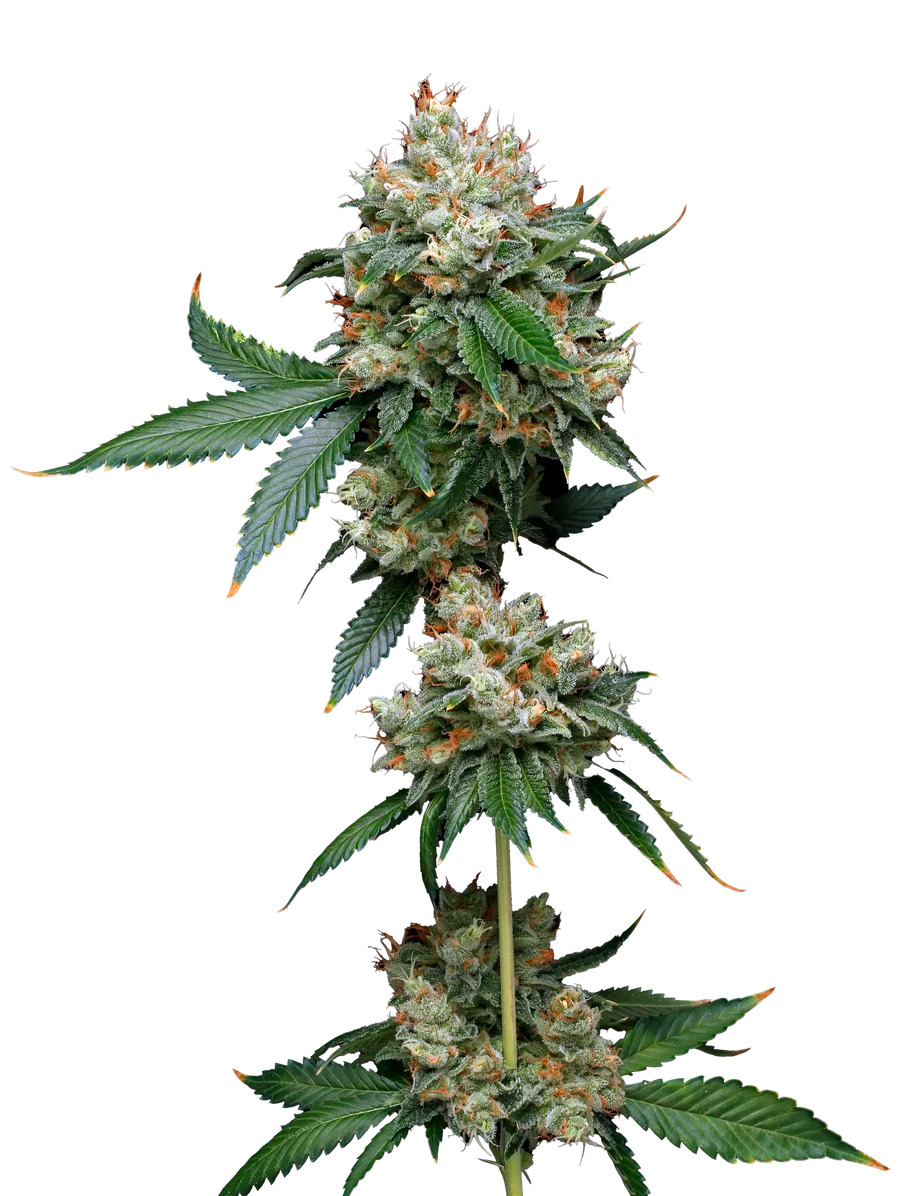 Maverick's Genetics Seeds - Donny Burger Feminized
