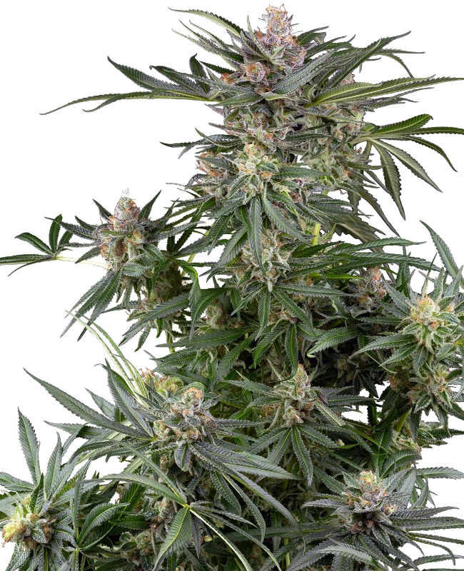 Sensi Seeds - Dosimosa Feminised