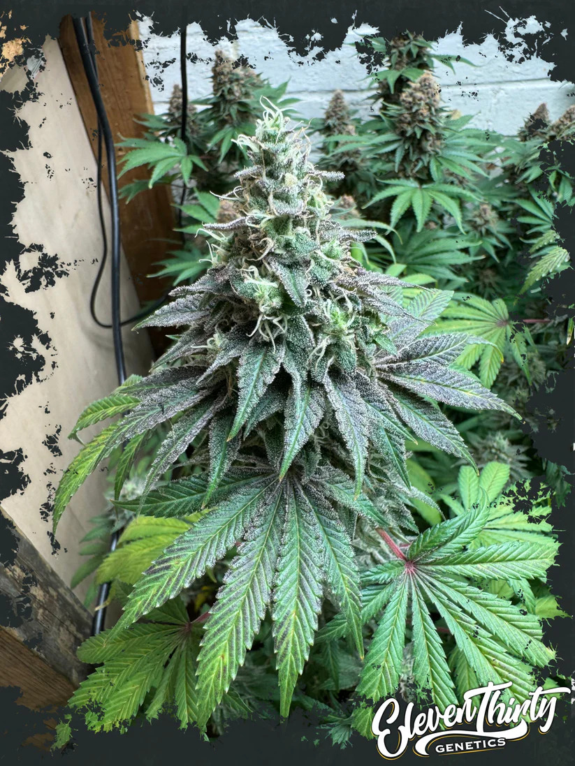 Eleven Thirty Genetics - Double Scoop Auto - Feminized Eleven Thirty Genetics - Double Scoop Auto - Feminized