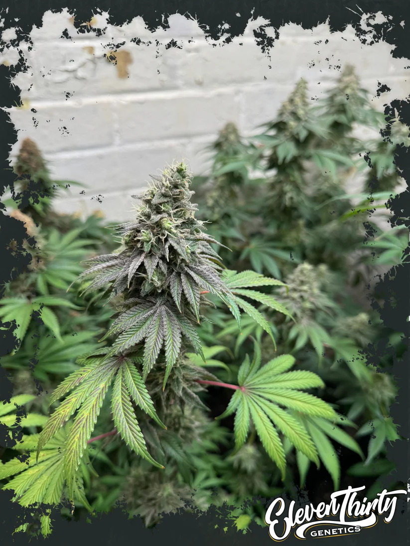 Eleven Thirty Genetics - Double Scoop - Feminized Eleven Thirty Genetics - Double Scoop - Feminized