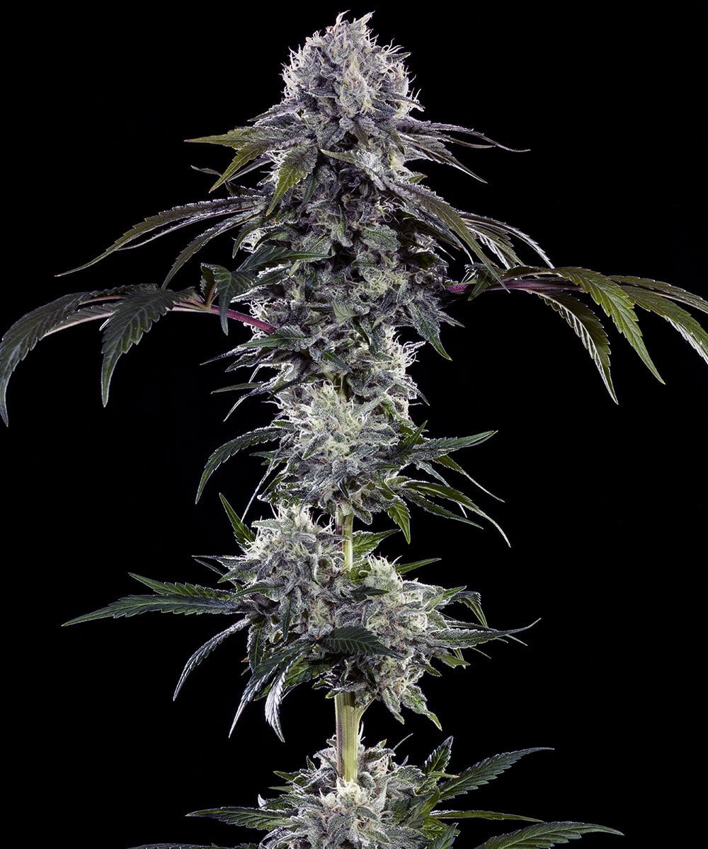 Barney's Farm Seeds - Durban Z F1 Feminized