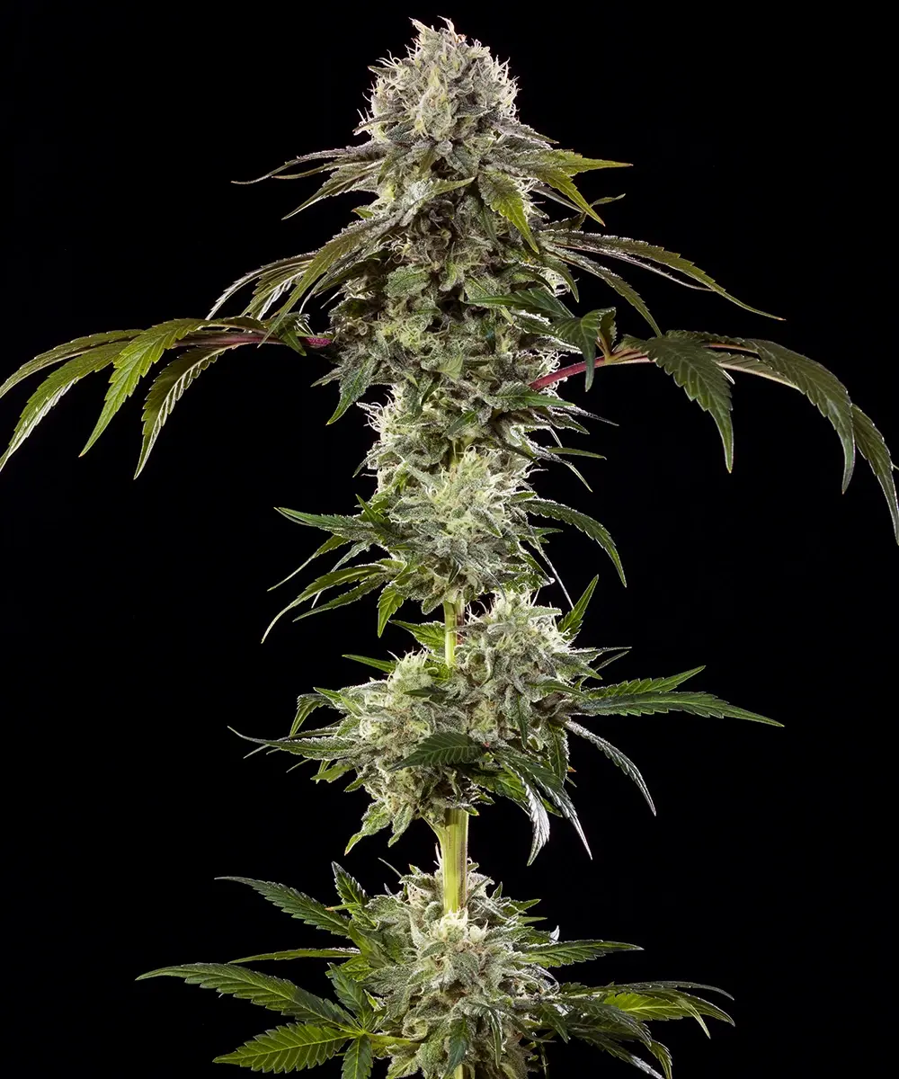 Barney's Farm Seeds - Durban Poison F1 - Feminized