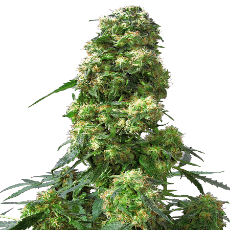 Early Skunk - Feminized - 2024 Cannabis Seed Collection
