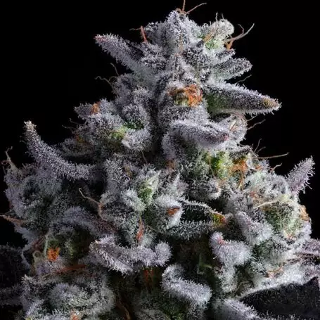 2025 Cannabis Seed Collection - Elementz - Feminized