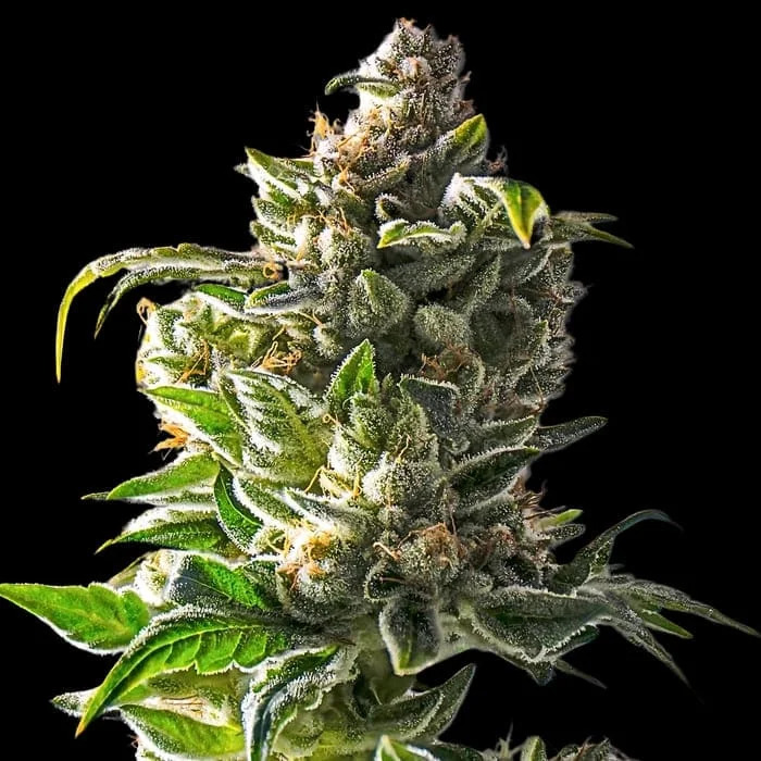 Empire Seeds - Empire Dragon - Feminized Empire Seeds - Empire Dragon - Feminized