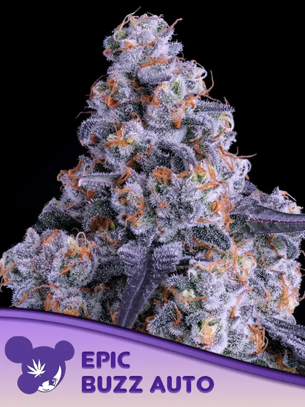 Epic Buzz Auto Feminized - Anesia Seeds.