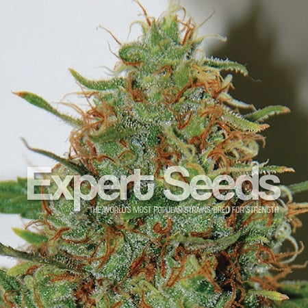 Expert Haze – Feminized – Expert Seeds