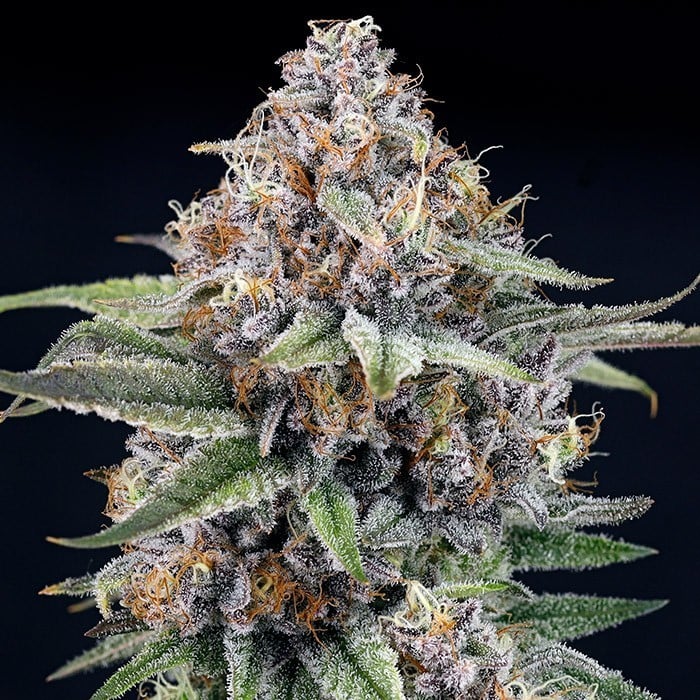 Ripper Seeds - EyeBallz Feminized Ripper Seeds - EyeBallz Feminized