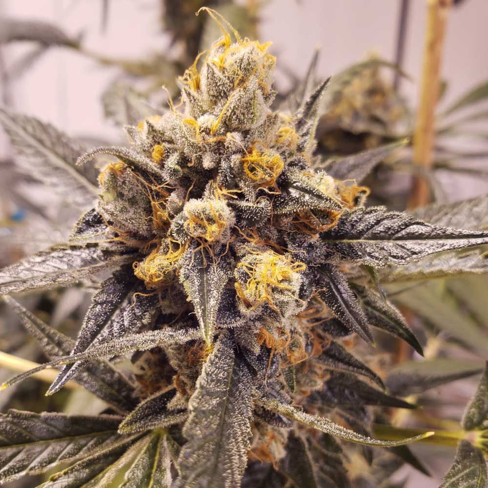 Rare Dankness Seeds - F-Cut-LRTK - Regular Rare Dankness Seeds - F-Cut-LRTK - Regular