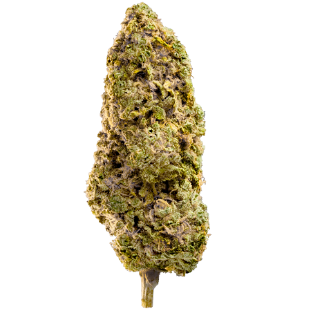 Fast Master - Feminized - Mega Buds Fast Master - Feminized - Mega Buds