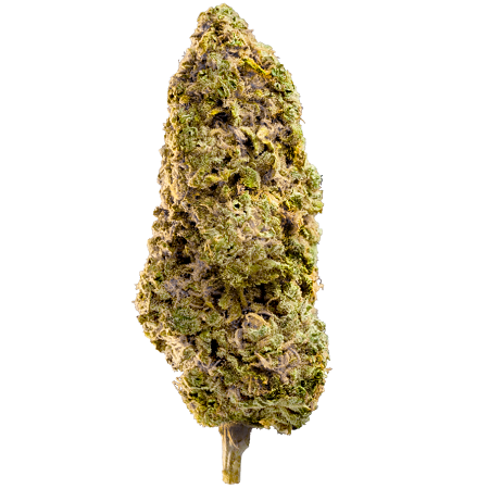 Fast Master - Feminized - Mega Buds