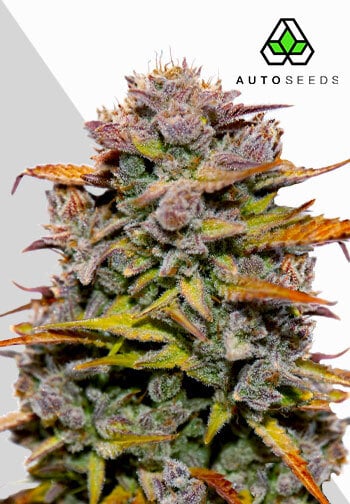 Auto Seeds - Fat Bastard Auto Feminised