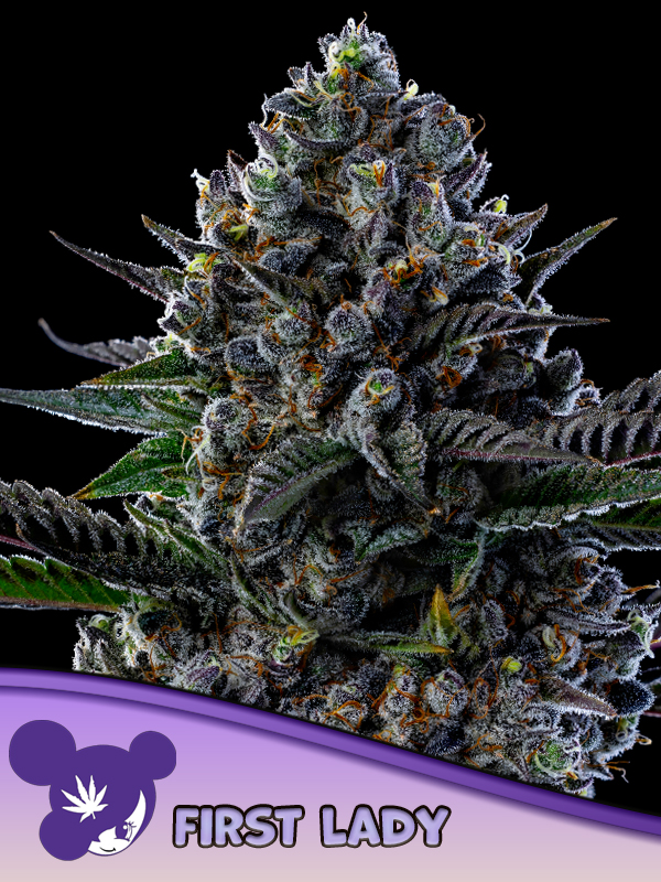Anesia Seeds - First Lady Feminized 