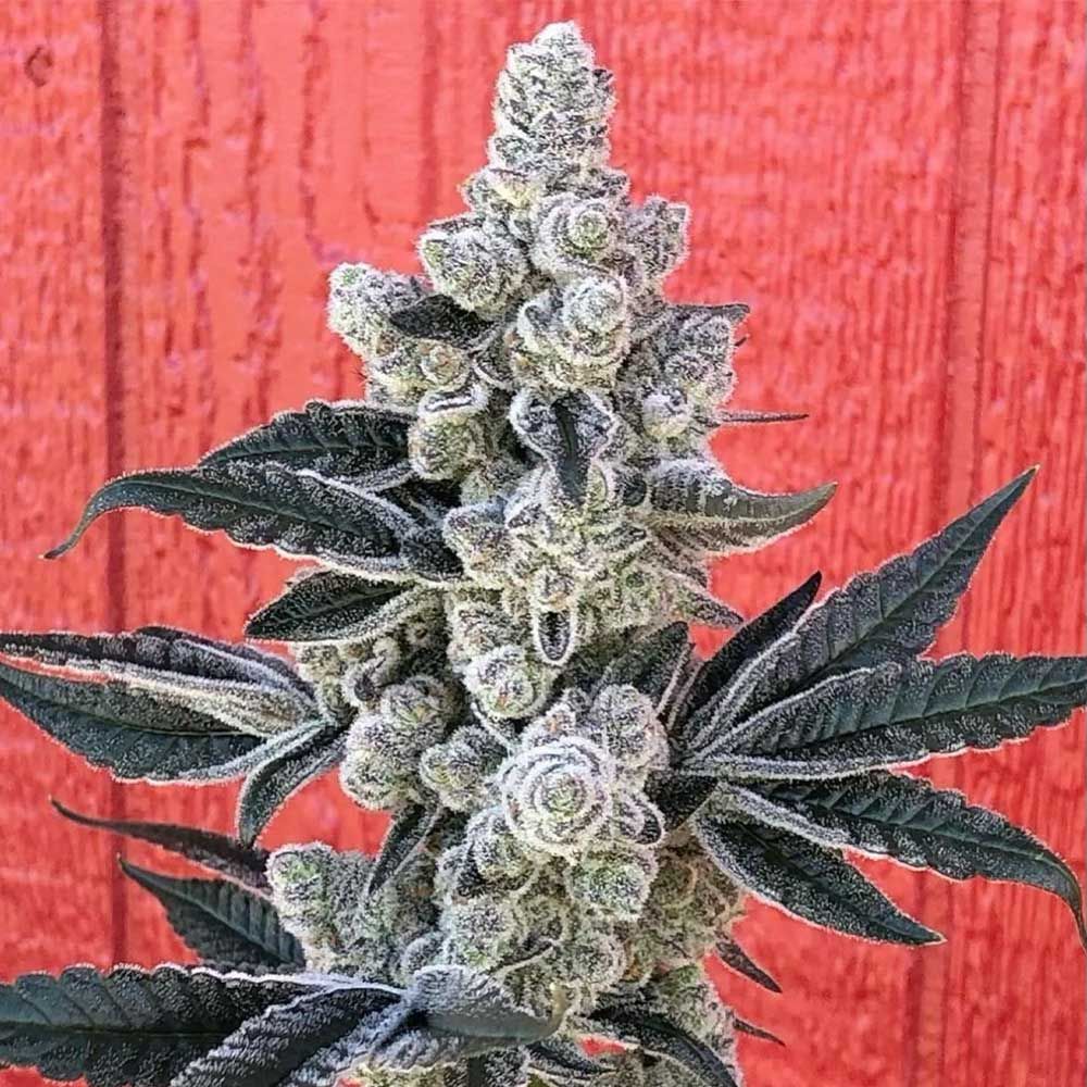 Symbiotic Genetics Seeds - Flow State - Feminized Symbiotic Genetics Seeds - Flow State - Feminized