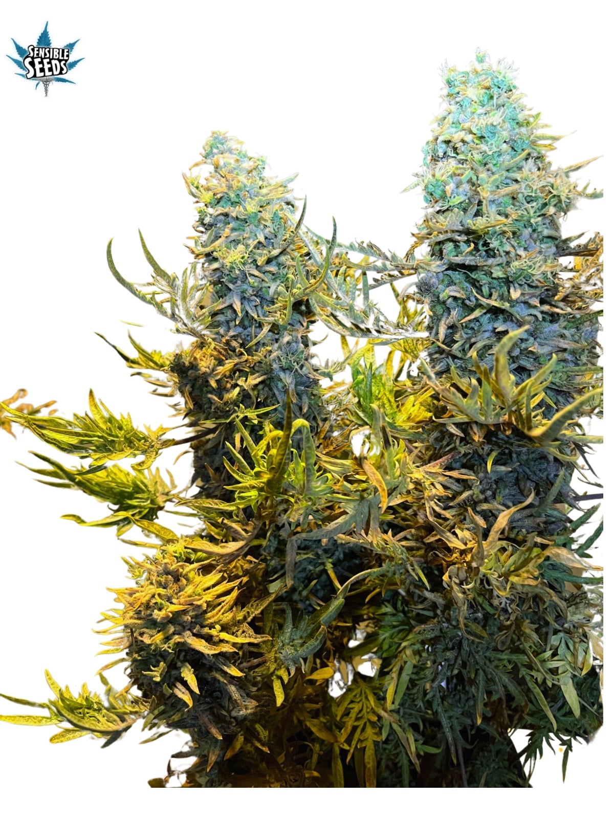 Auto-Tastic Seeds - Freakshow Auto - Feminised White Seeds