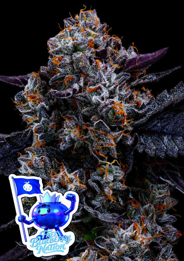Anesia Seeds - Free Blueberry Nation Feminized