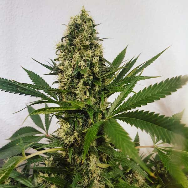 Freedom of Seeds Freedom Haze Regular Freedom of Seeds Freedom Haze Regular