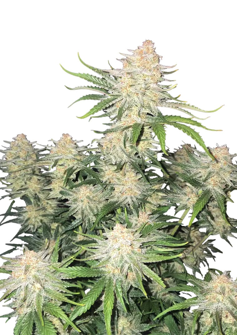 Fast Buds Seeds - Frostbanger Auto Feminized