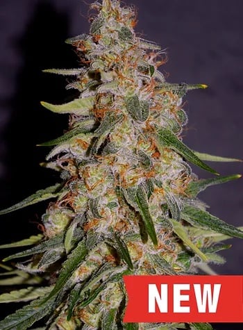 Cream of The Crop Seeds Frosted Guava Auto Feminised  