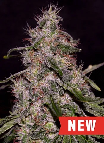 Cream of the Crop Seeds Frosted Guava Feminized