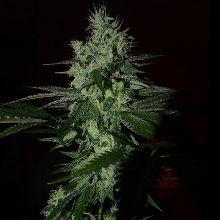 Frosted Madness - Feminized - Grateful Seeds