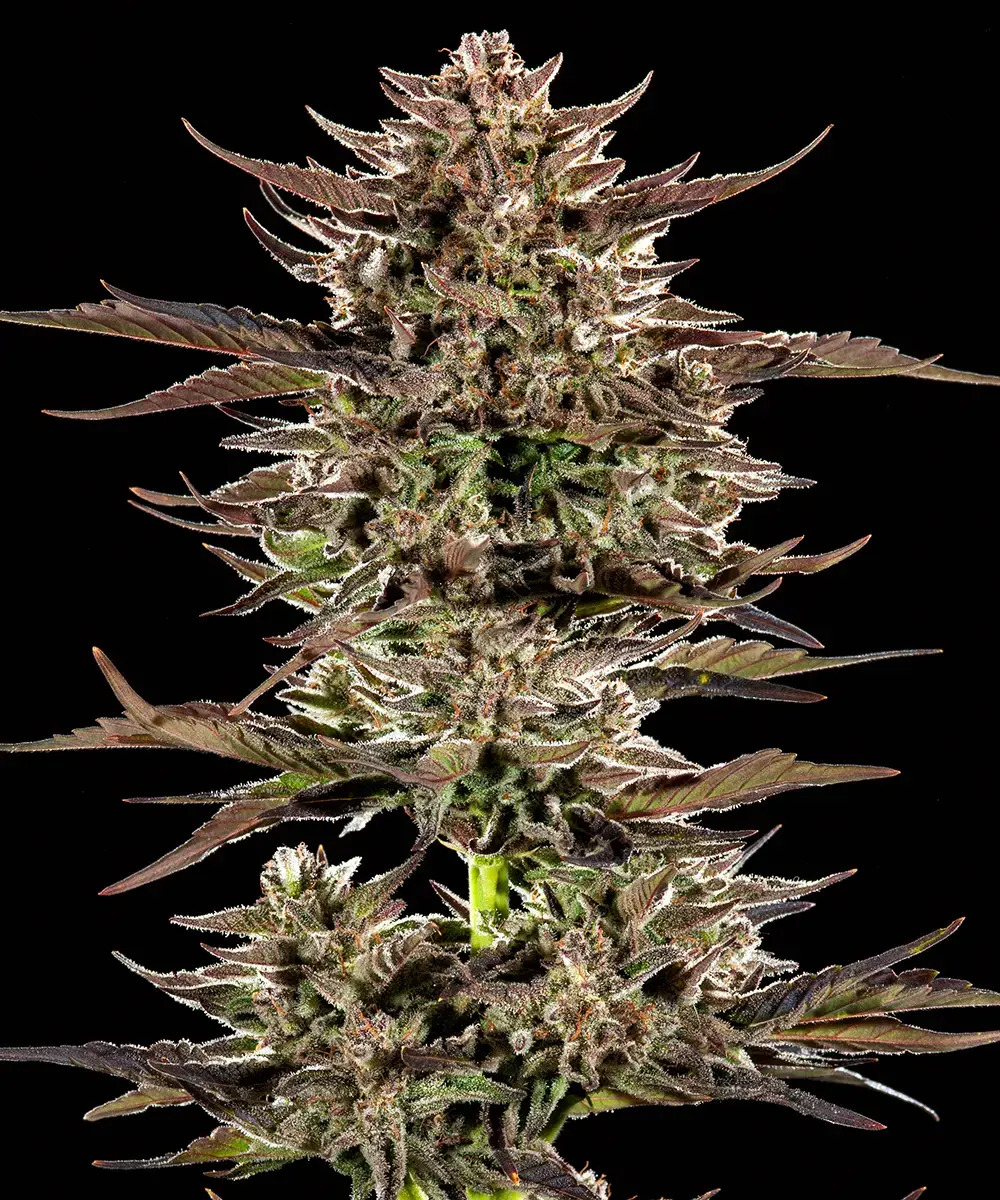 Barney's Farm Seeds - Frosted Zinn x 3 Bears OG Auto Feminized