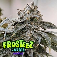 Frosteez - Feminized - Frosteez Farms Seeds   