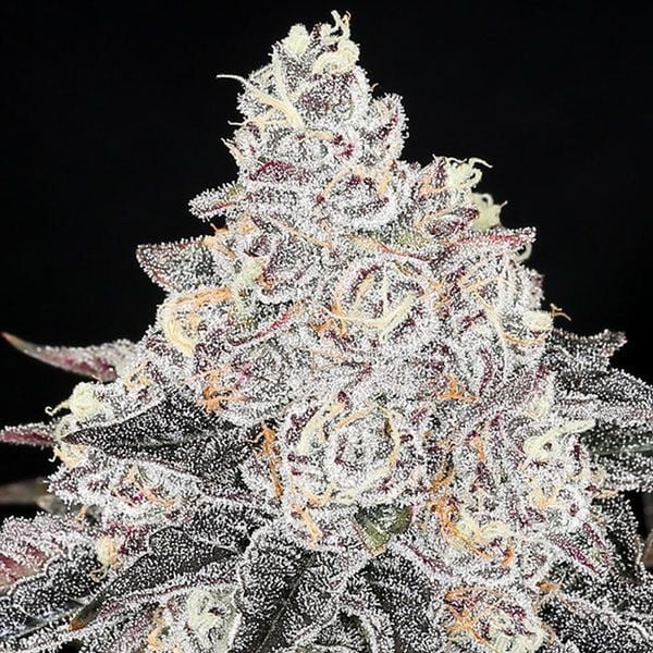 2025 Cannabis Seed Collection - Frozen Black Cherry - Feminized