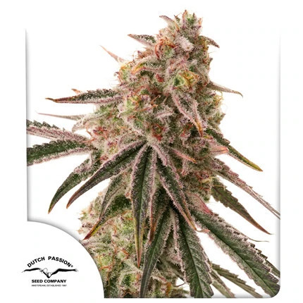 Dutch Passion Seeds - Frozen Biscotti - Feminized