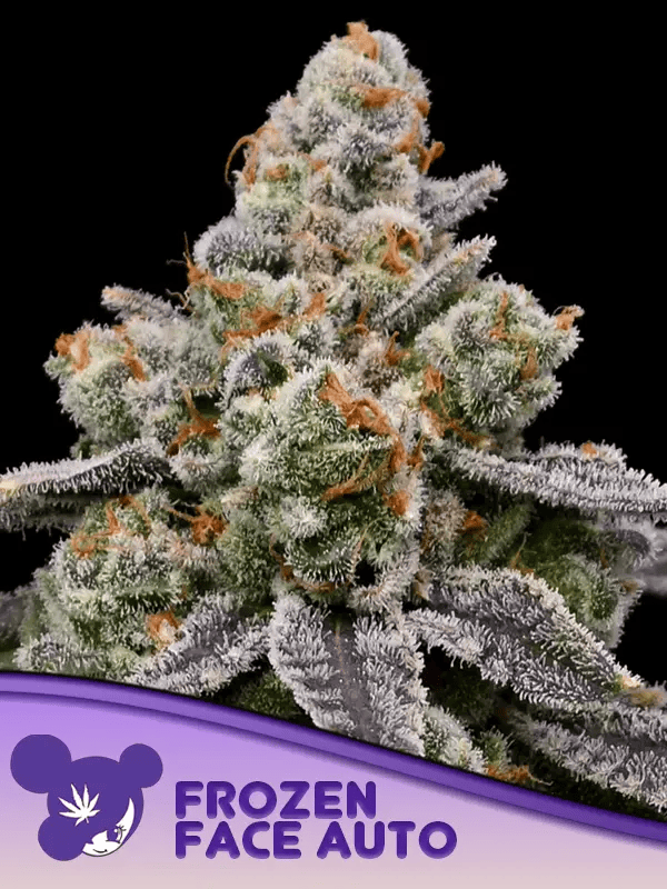 Frozen Face Auto Feminized - Anesia Seeds