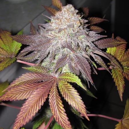 Cali Connection Seeds Fruit Cup The Gold Line Feminized