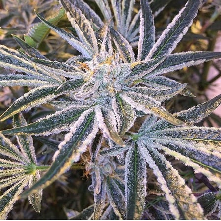 Cali Connection Seeds Fruit Tree The Gold Line Feminized